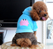 2018 New Arrival Silk-like Fabric Pet Clothes Dress Lovely Cute Dog Cloth Hot Sale Cloth